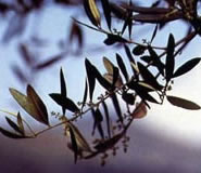Olio Chianciano